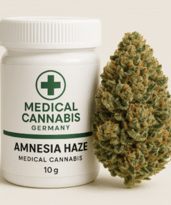 amnesia haze sativa strain europe
